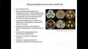 Микробиологическая диагностика аспергиллеза у больных туберкулезом