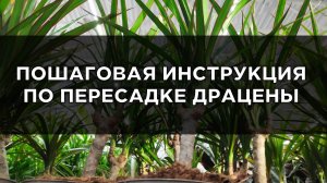 Как пересадить драцену: пошаговая инструкция