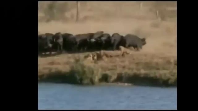 15 безумных животных бои пойман на камеру безумные бои животных гиппопотама, крокодила смотреть онлайн