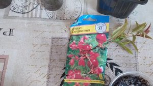 Карликовый гранат. Размножение граната черенками в воде.