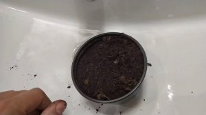 как вырастить грецкий орех из ореха из магазина how to grow walnut from a walnut from a store