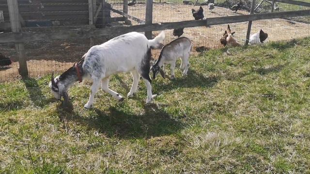 Мой день. Козы. Кролик. Собаки. смотреть онлайн