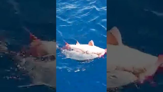 Рыбалка на Мальдивах 11.2017  Fishing in Maldives 11.2017 GT Popping Jigging