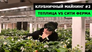 ЧТО ЛУЧШЕ ТЕПЛИЦА ИЛИ СИТИ ФЕРМА? | КЛУБНИЧНЫЙ МАЙНИНГ #2