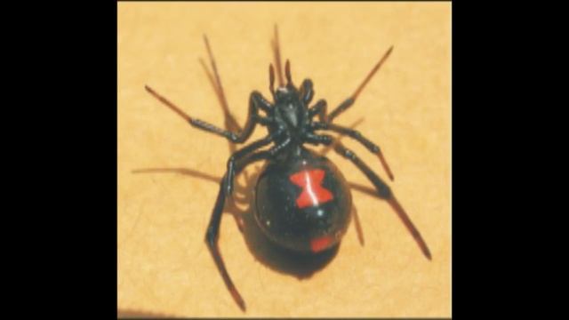 Каннибализм в 21 веке/ Жизнь и мысли Анюты смотреть онлайн