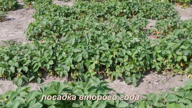 Клубника. Описание сорта Скрябинское Чудо. Айтжанова Светлана Дмитриевна о сортах земляники.