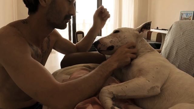 Как понять язык собаки ? смотреть онлайн