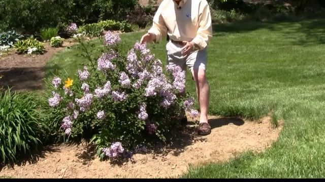 Best Flowering Shrubs - Dwarf Lilac Red Pixie смотреть онлайн