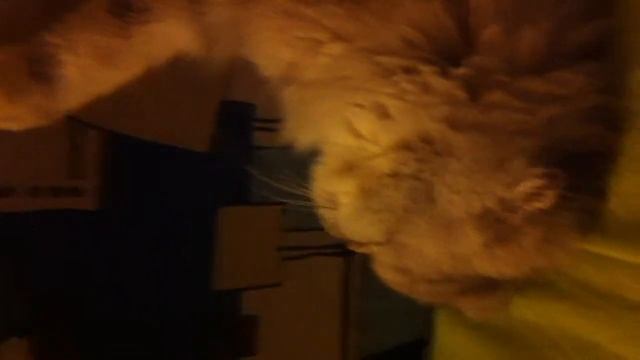 Кошки спят как захотят :D смотреть онлайн