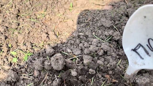 ЧЕРЕНКИ МЕТЕЛЬЧАТЫХ ГОРТЕНЗИЙ ПОСЛЕ ЗИМЫ