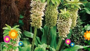 Эукомис осенний Биколор. Краткий обзор, описание характеристик eucomis autumnalis Bicolor