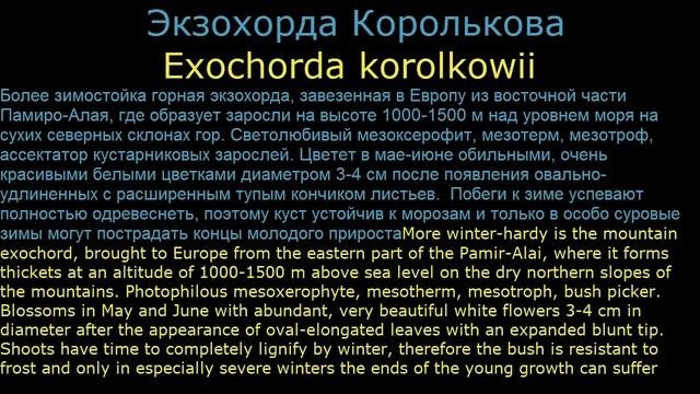 #Экзохорда Декоративные #кустарники5 Декоративные #растения