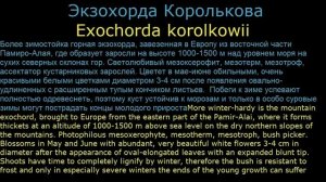#Экзохорда Декоративные #кустарники5 Декоративные #растения