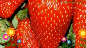 Земляника садовая Румба. Краткий обзор, описание характеристик fragaria ananassa Румба