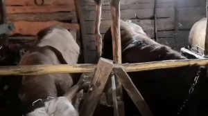 Рацион кормления бычков, 15-16 месяцев