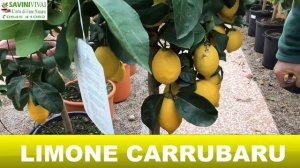 Pianta di Limone Carrubaru