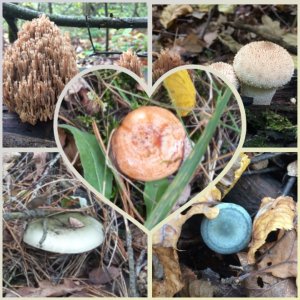 ‼️СЪЕДОБНЫЕ ГРИБЫ В ОКТЯБРЕ?❗?РЫЖИКИ, ЗОНТИКИ, МЛЕЧНИКИ, ГОВОРУШКИ И ДРУГИЕ ??‼️