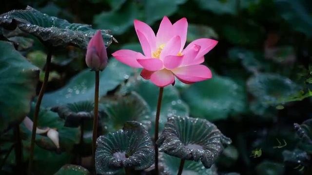 "Миннән сиңа сәлам!" 1126 нче тапшыру 2 нче бүлеге смотреть онлайн