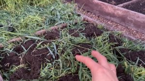 ЧТО Я ДЕЛАЮ ОСЕНЬЮ С СИДЕРАТАМИ, ВСЕ СЕКРЕТЫ!