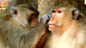 Billion Cutest Big Aseop Monkey Come to Finding Lice And Grooming For Big King Mak