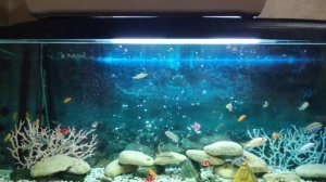 ?ССЕЛЕНИЕ КРЫС. ?ЧАСТЬ 1Я .  Как сселять крыс. Как подселить крысу? Подселение крысы. Влог#27