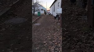 Куры Брама  ???