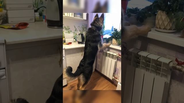 Помесь немецкой овчарки и вео от 2 месяцев до года ! смотреть онлайн