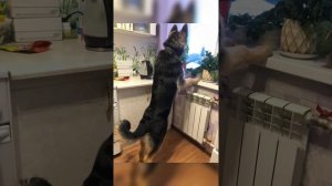 Помесь немецкой овчарки и вео от 2 месяцев до года !