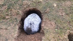 Редкие кадры как крольчиха Серебра, зубами роет нору в вольере. Мои кролики. Дачная Жизнь ТВ.