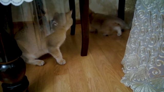 Купили двухмесячного  котенка | Первое знакомство кошечки  Дэи и Тао