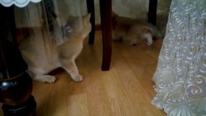 Купили двухмесячного  котенка | Первое знакомство кошечки  Дэи и Тао