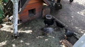 Сколько лет держать породную птицу