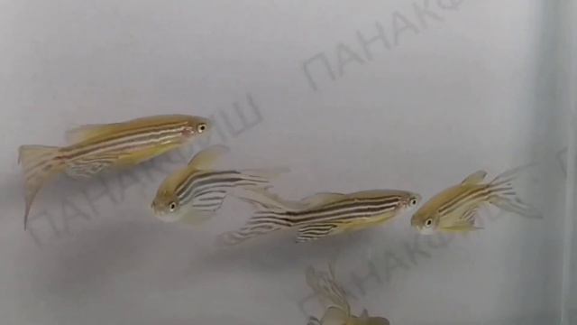 Данио рерио длиннохвостый (Brachydanio rerio) смотреть онлайн