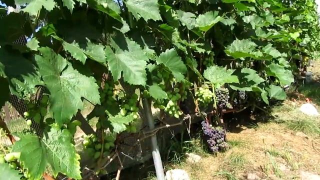 ?Виноград 2018. Ультра Ранние сорта винограда. Созревание лозы винограда. Созревание винограда. смотреть онлайн