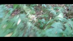 Как выглядит ягода у женьшеня в августе