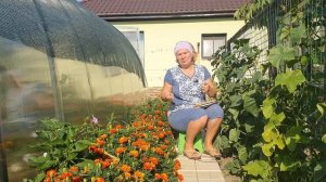 СПАСАЕМ ОГУРЦЫ ОТ ВСЕХ БОЛЕЗНЕЙ + ИДЕАЛЬНАЯ ПОДКОРМКА!