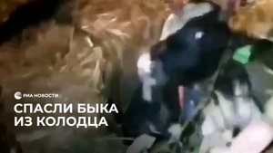 Вытащили быка из колодца