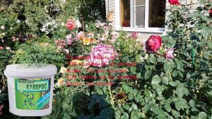 Срезочные розы - сплошное разочарование