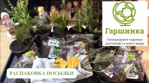 ГАРШИНКА. ПОЛУЧЕНИЕ САЖЕНЦЕВ. РАСПАКОВКА ПОСЫЛКИ. Хвойные и многолетние растения. Дачный креатив.