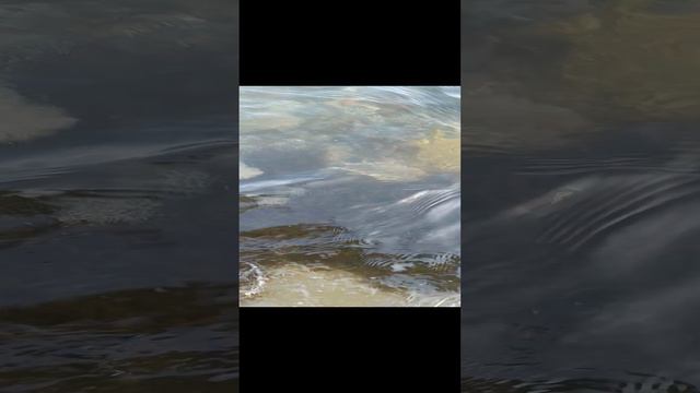 Спасаю всё утро медуз - Аурелий Ушастых смотреть онлайн