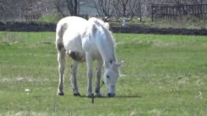 серебряный конь конь с серебряной гривой