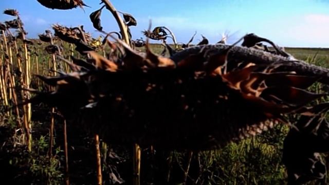 САМВЕЛА УВОЛЯТ ИЗ ТЕАТРА. ИГОРЬ РАССКАЗАЛ ПРО СКАЗОЧНЫХ ГНОМИКОВ смотреть онлайн