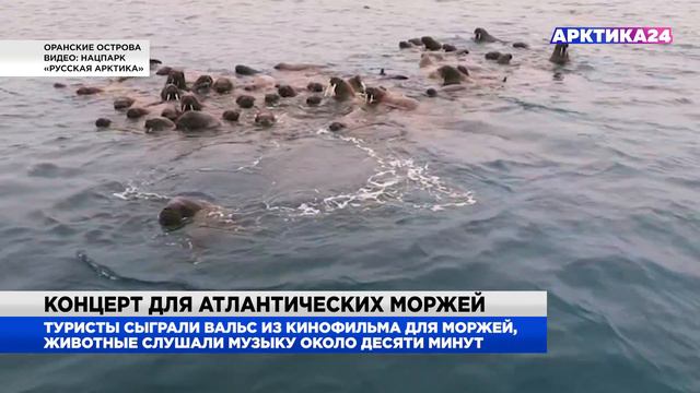 На Оранских островах туристы сыграли на баяне для моржей смотреть онлайн