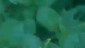 лопух для гусей