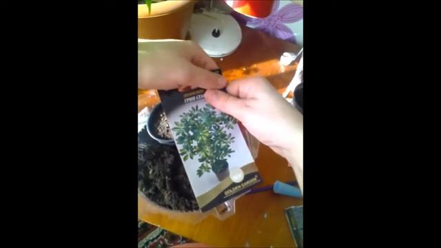 Посев семян шефлеры и кофе