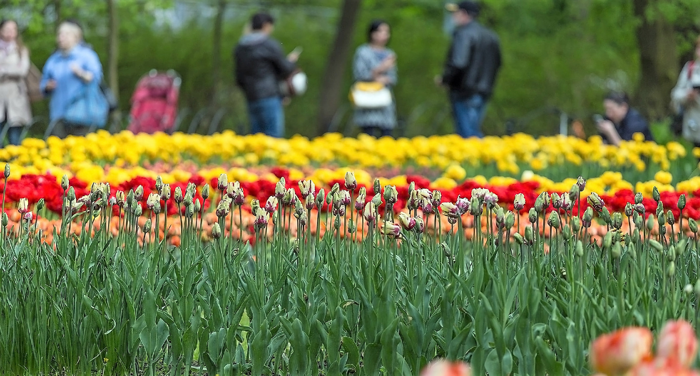 Фестиваль тюльпанов в Стамбуле: Парк Эмирган
