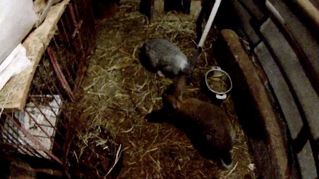 В каком возрасте спаривать кроликов ,порассуждаем. 1 Видео. смотреть онлайн