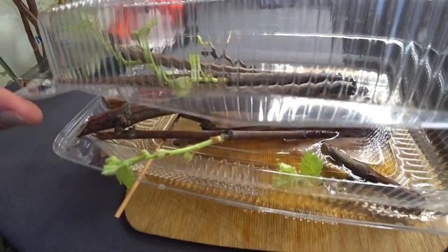 Размножение винограда черенками, горизонтальное укоренение в воде, его плюсы.