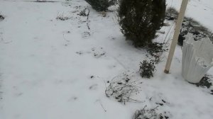Зимняя прогулка в саду