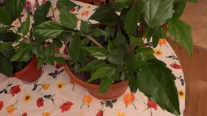 ГИБИСКУС или КИТАЙСКАЯ РОЗА. Уход и размножение.